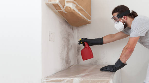 Professional Mold Removal technician working in Andover, MA